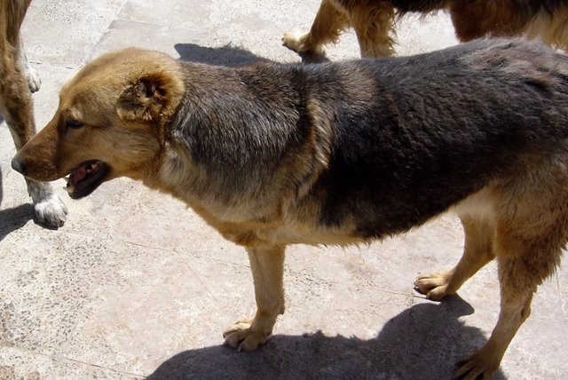 fkdogs098
