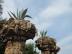 guell090