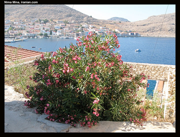 halki008d