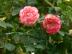 hunlib036