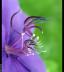 mindar052