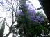 morelia082