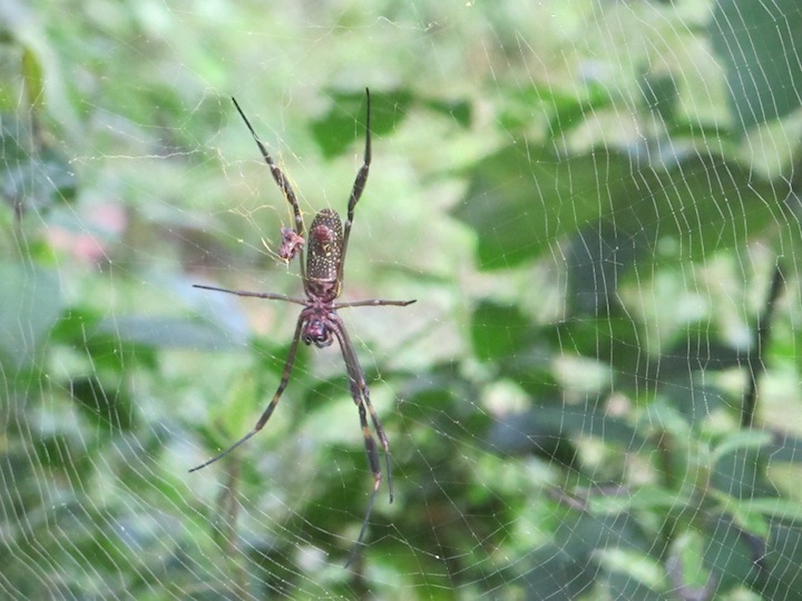 paraty053