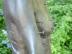 phoe003