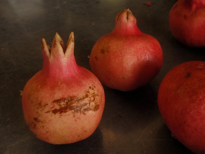 pompl006