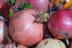 pompl023