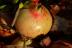 pompl029