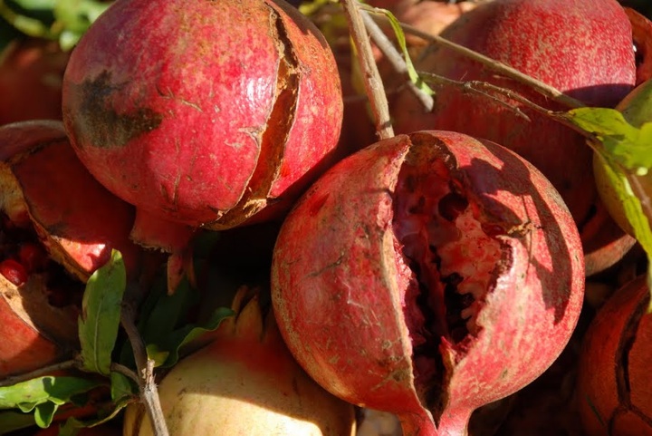 pompl030