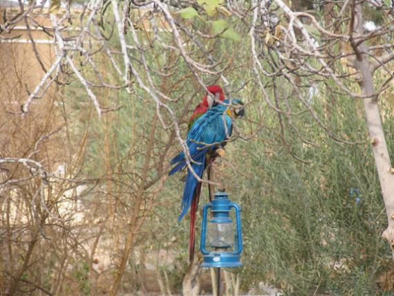 yazd032