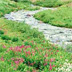 The Creek