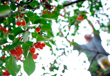 The Fruit Tree