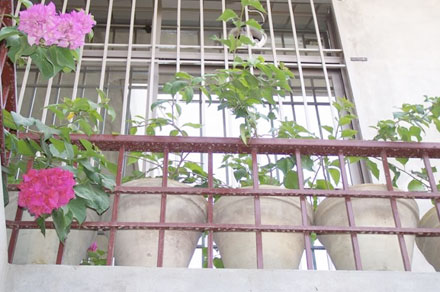 Bougainvillea