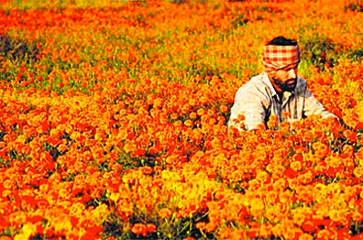 Learning from India
