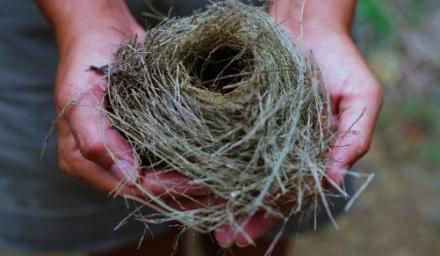 Empty nest