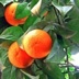 The Orange ‘n’ Torange Girl