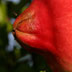 It was a pomegranate