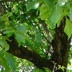 My Cosmic Tree
